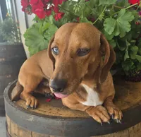 Pebbles, a female Miniature Dachshund for sale in Kite, GA – 6 of 6