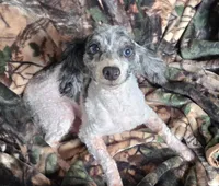 Pike, a male Poodle - Toy  for sale in Kite, GA – Photo 5 of 5