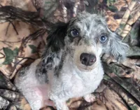 Pike, a male Poodle - Toy  for sale in Kite, GA – Photo 2 of 5