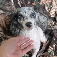 Pike, a male Poodle - Toy  for sale in Kite, GA – Photo 4 of 5