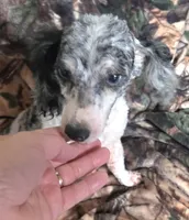 Pike, a male Poodle - Toy  for sale in Kite, GA – Photo 1 of 5