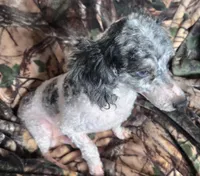 Pike, a male Poodle - Toy  for sale in Kite, GA – Photo 3 of 5