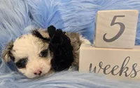 Black Collar Maltipoo Boy, a male Maltipoo for sale in Kite, GA – 4 of 10