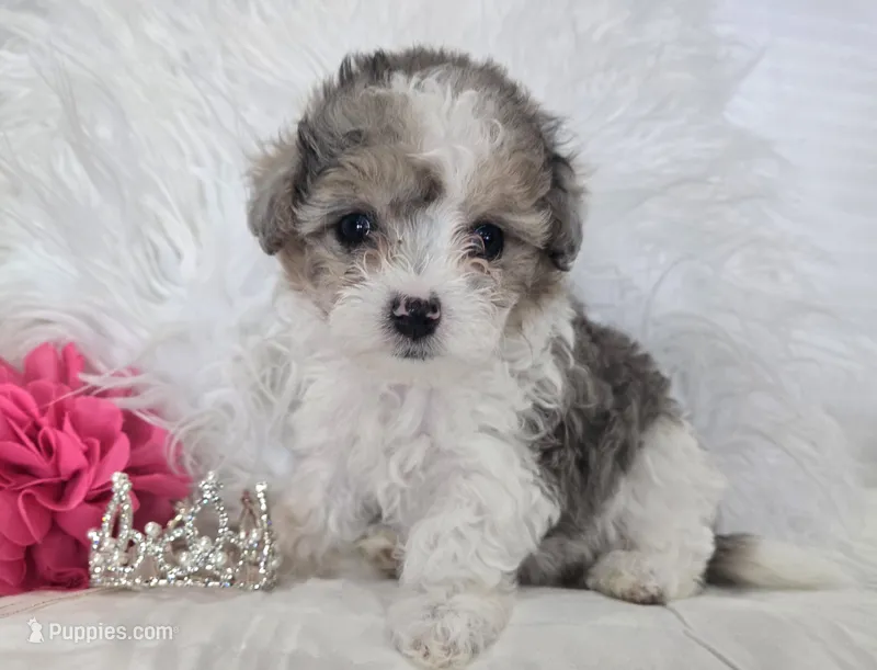 Pink Collar Maltipoo Girl – Maltipoo puppy for sale in Kite, GA