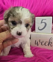 Pink Collar Maltipoo Girl, a female Maltipoo for sale in Kite, GA – 5 of 9