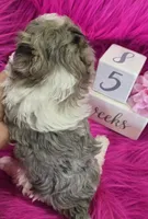 Pink Collar Maltipoo Girl, a female Maltipoo for sale in Kite, GA – 6 of 9
