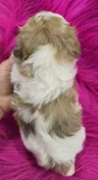 Yellow Collar Maltipoo Girl, a female Maltipoo for sale in Kite, GA – 5 of 9
