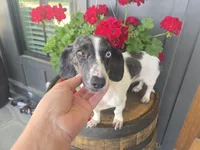 Roxie, a female Miniature Dachshund for sale in Kite, GA – 3 of 3