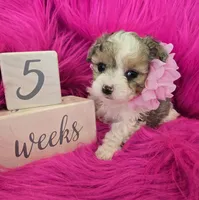 Pink Collar Maltipoo Girl, a female Maltipoo for sale in Kite, GA – 4 of 9