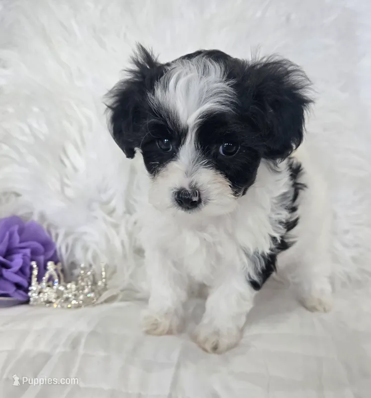 Purple Collar Maltipoo Girl – Maltipoo puppy for sale in Kite, GA