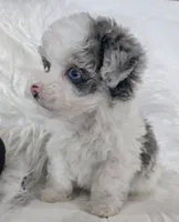 Black Collar 1.09 lbs at 6wks, a male Maltipoo for sale in Kite, GA – 7 of 10