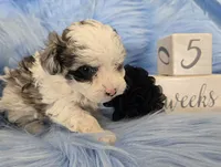 Black Collar Maltipoo Boy, a male Maltipoo for sale in Kite, GA – 8 of 10