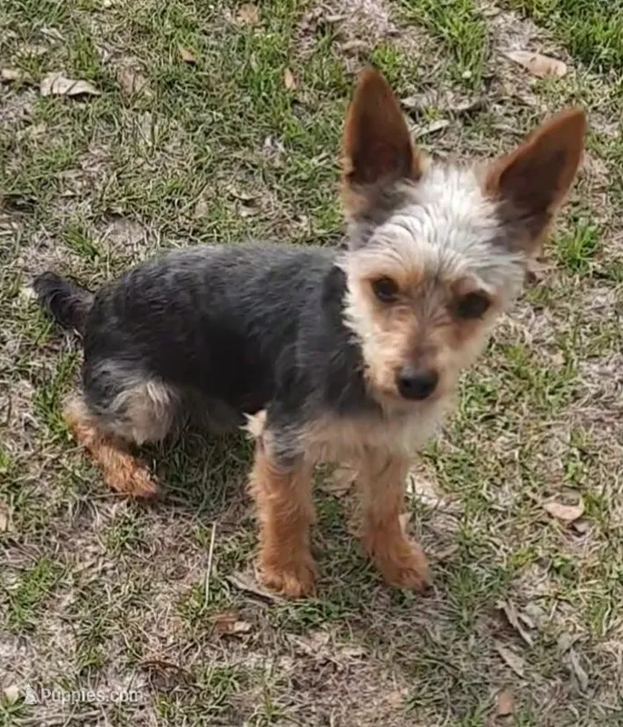 COWBOY, a male Yorkshire Terrier for sale in Kite, GA – Photo 1 of 3