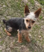 COWBOY, a male Yorkshire Terrier for sale in Kite, GA – Photo 1 of 3