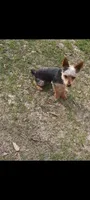 COWBOY, a male Yorkshire Terrier for sale in Kite, GA – Photo 2 of 3