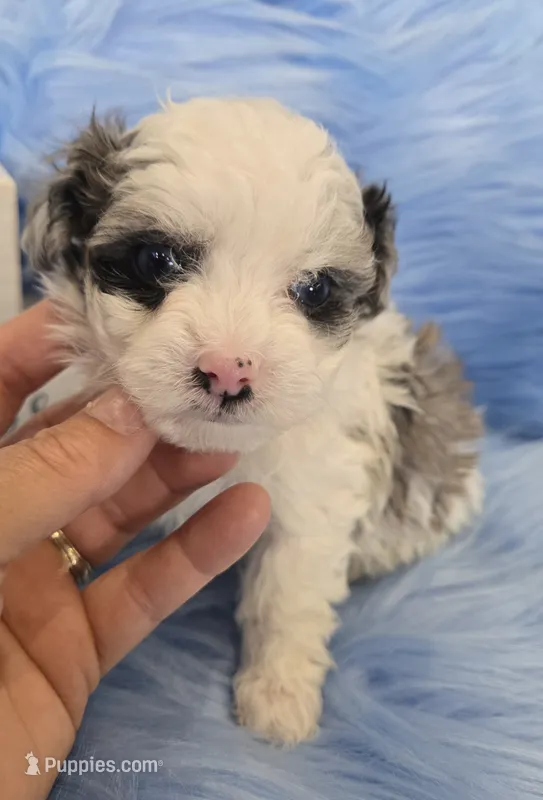 Black Collar Maltipoo Boy – Maltipoo puppy for sale in Kite, GA