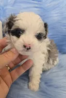 Black Collar Maltipoo Boy, a male Maltipoo for sale in Kite, GA – 1 of 10