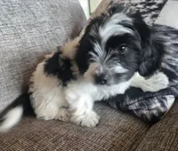 REDUCED!!!"Mauxie Boy, a male Maltese and Miniature Dachshund for sale in Kite, GA – Photo 7 of 10