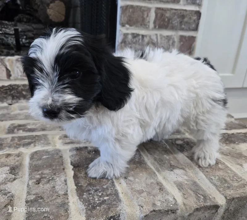Red Collar "Mauxie" Boy – Maltese, Miniature Dachshund puppy for sale in Kite, GA