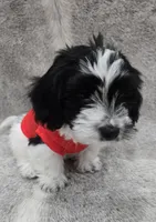 "Mauxie" Boy READY NOW, a male Maltese and Miniature Dachshund for sale in Kite, GA – Photo 3 of 8