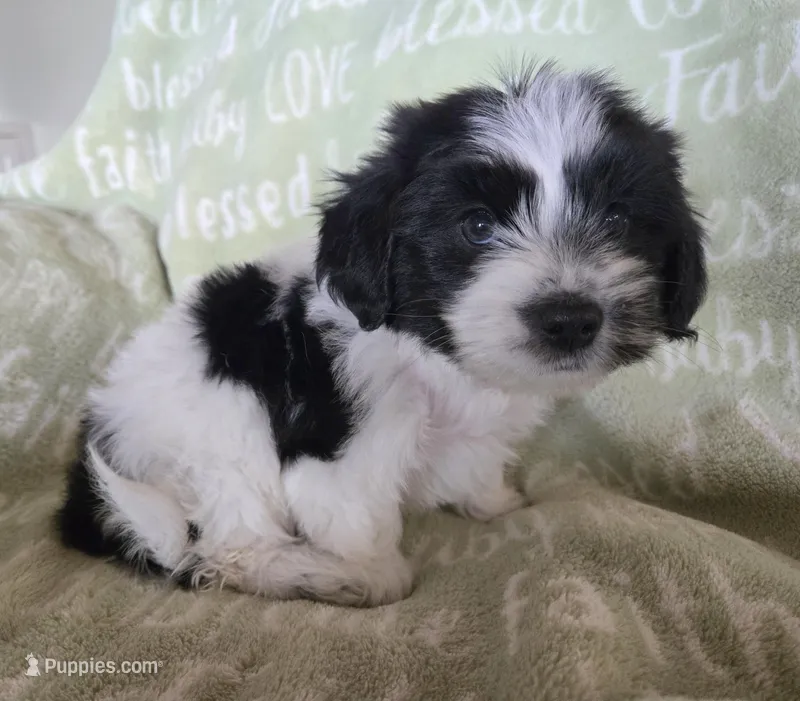 Red Collar "Mauxie" Boy – Maltese, Miniature Dachshund puppy for sale in Kite, GA