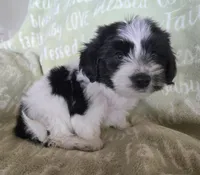 Red Collar "Mauxie" Boy, a male Maltese and Miniature Dachshund for sale in Kite, GA – Photo 1 of 6