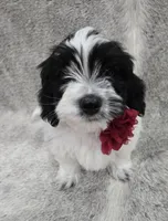 "Mauxie" Boy READY NOW, a male Maltese and Miniature Dachshund for sale in Kite, GA – Photo 5 of 8