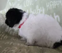 Red Collar "Mauxie" Boy, a male Maltese and Miniature Dachshund for sale in Kite, GA – Photo 5 of 6