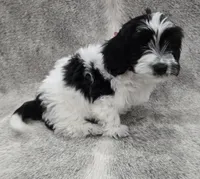 "Mauxie" Boy READY NOW, a male Maltese and Miniature Dachshund for sale in Kite, GA – Photo 4 of 8