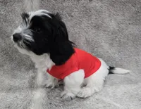 "Mauxie" Boy READY NOW, a male Maltese and Miniature Dachshund for sale in Kite, GA – Photo 2 of 8