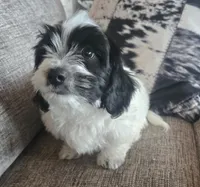 REDUCED!!!"Mauxie Boy, a male Maltese and Miniature Dachshund for sale in Kite, GA – Photo 3 of 10