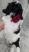 "Mauxie" Boy READY NOW, a male Maltese and Miniature Dachshund for sale in Kite, GA – Photo 8 of 8