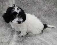 "Mauxie" Boy READY NOW, a male Maltese and Miniature Dachshund for sale in Kite, GA – Photo 7 of 8