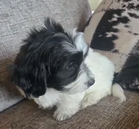 REDUCED!!!"Mauxie Boy, a male Maltese and Miniature Dachshund for sale in Kite, GA – Photo 4 of 10