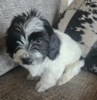 REDUCED!!!"Mauxie Boy, a male Maltese and Miniature Dachshund for sale in Kite, GA – Photo 2 of 10