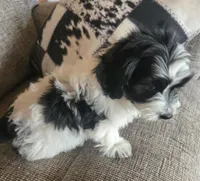 REDUCED!!!"Mauxie Boy, a male Maltese and Miniature Dachshund for sale in Kite, GA – Photo 5 of 10