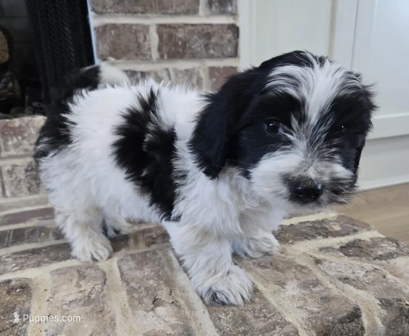 Red Collar "Mauxie" Boy – Maltese, Miniature Dachshund puppy for sale in Kite, GA