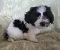 Red Collar "Mauxie" Boy, a male Maltese and Miniature Dachshund for sale in Kite, GA – Photo 4 of 6