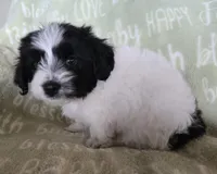 Red Collar "Mauxie" Boy, a male Maltese and Miniature Dachshund for sale in Kite, GA – Photo 3 of 6