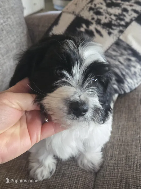 REDUCED!!!"Mauxie Boy, a male Maltese and Miniature Dachshund for sale in Kite, GA – Photo 1 of 10