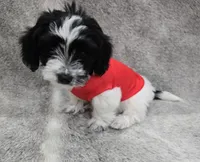 "Mauxie" Boy READY NOW, a male Maltese and Miniature Dachshund for sale in Kite, GA – Photo 6 of 8