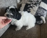 REDUCED!!!"Mauxie Boy, a male Maltese and Miniature Dachshund for sale in Kite, GA – Photo 6 of 10