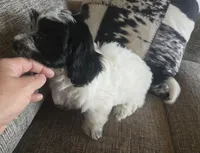 REDUCED!!!"Mauxie Boy, a male Maltese and Miniature Dachshund for sale in Kite, GA – Photo 9 of 10