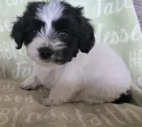 Red Collar "Mauxie" Boy, a male Maltese and Miniature Dachshund for sale in Kite, GA – Photo 2 of 6