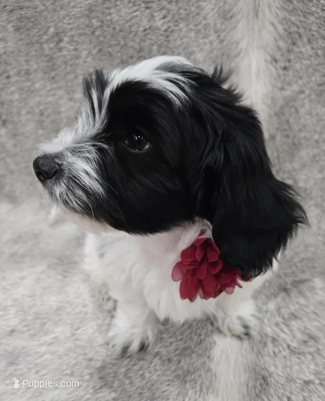 "Mauxie" Boy READY NOW – Maltese, Miniature Dachshund puppy on hold in Kite, GA