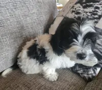 REDUCED!!!"Mauxie Boy, a male Maltese and Miniature Dachshund for sale in Kite, GA – Photo 8 of 10