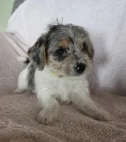 Green Collar "Mauxie" Girl, a female Maltese and Miniature Dachshund for sale in Kite, GA – Photo 2 of 7