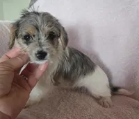 Green Collar "Mauxie" Girl, a female Maltese and Miniature Dachshund for sale in Kite, GA – Photo 4 of 7