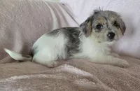 Green Collar "Mauxie" Girl, a female Maltese and Miniature Dachshund for sale in Kite, GA – Photo 5 of 7