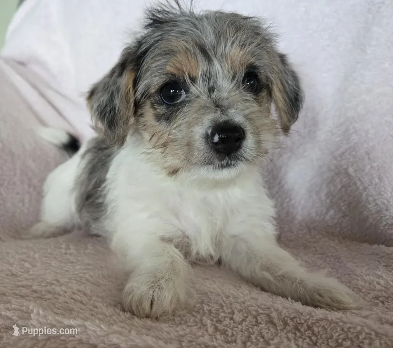 Green Collar "Mauxie" Girl – Maltese, Miniature Dachshund puppy for sale in Kite, GA